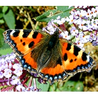Small Tortoiseshell urticae pupae Small Tortoiseshell urticae pupae